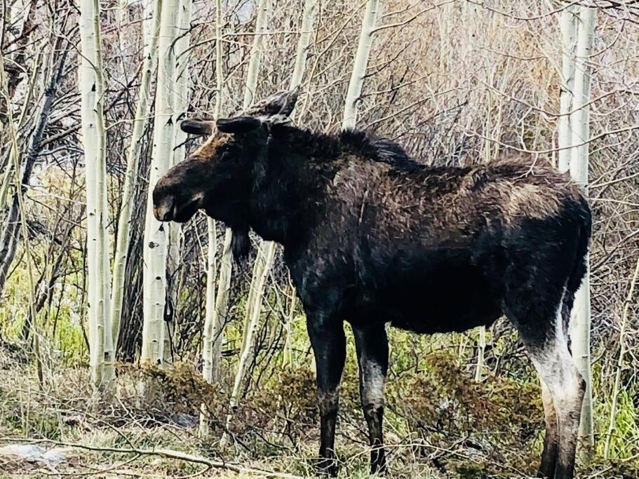 Boulder Best City And Nature With Lake And Trails Pets Ok المظهر الخارجي الصورة